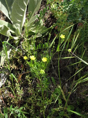 Ranunculus arvensis L.