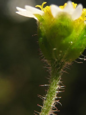 Galinsoga aveludado