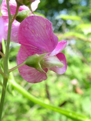 Chícharo-selvagem Chícharo-selvagem