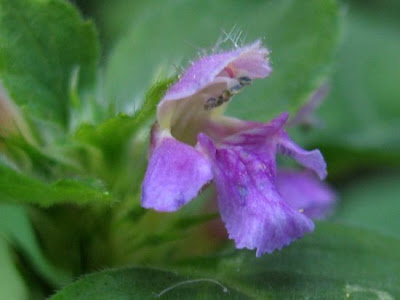 Galeopsis tetrahit,
bristlestem hempnettle,
brittle-stem hemp-nettle,
brittlestem hempnettle,
Canapa selvatica,
Canapetta comune,
common hemp-nettle,
galeopse,
gale&oacute;pse-comum,
Gemeiner Hohlzahn,
Hemp Nettle,
hemp-nettle