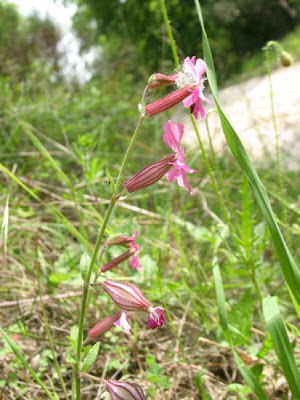 Drooping catchfly Drooping catchfly