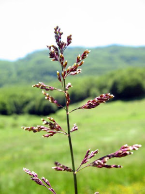 Water whorlgrass