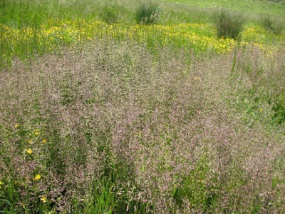 Water whorlgrass