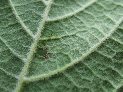 Acer opalus