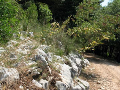 Asfodelo della Liburnia Asfodelo della Liburnia