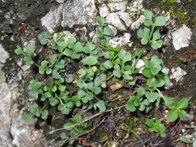 Asplenium ruta-muraria L.