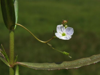 Grassleaf speedwell Grassleaf speedwell