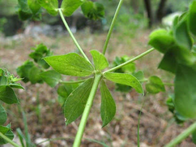 Euforbia falcata