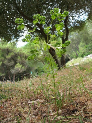 Euforbia falcata