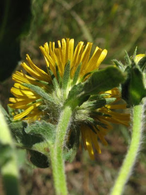 British elecampane British elecampane