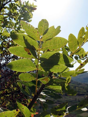 Pistacia terebinthus L.