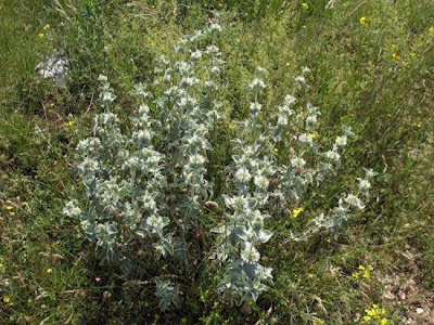 Marrubium incanum Desr.