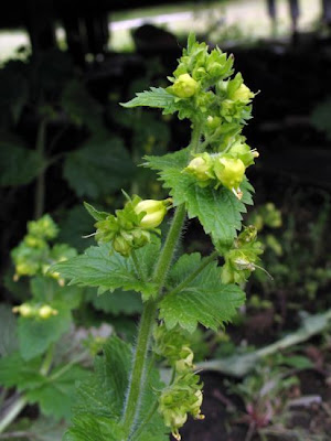 Yellow Figwort Yellow Figwort