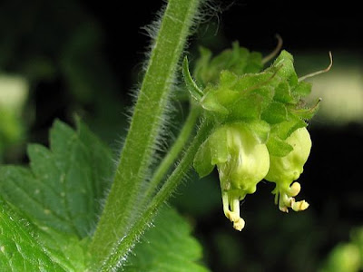 Yellow Figwort Yellow Figwort