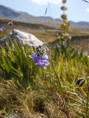 Campanula micrantha Bertol.