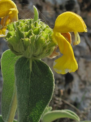Phlomis fruticosa L.