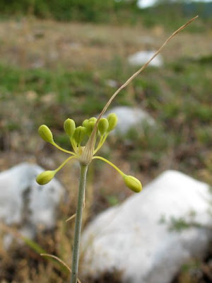 Aglio giallo Aglio giallo