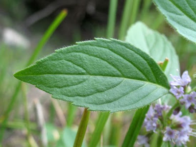 Mentha arvensis L. subhyb. veronensis Lebeau