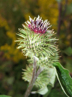 Arctium minus (Hill) Bernh.