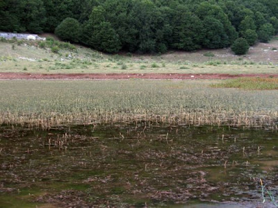 Myriophylle en epi