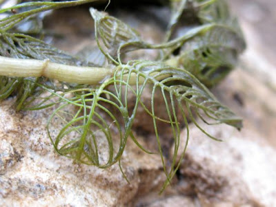 Myriophylle en epi