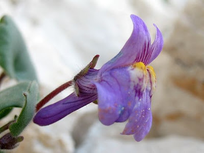 Italian Toadflax