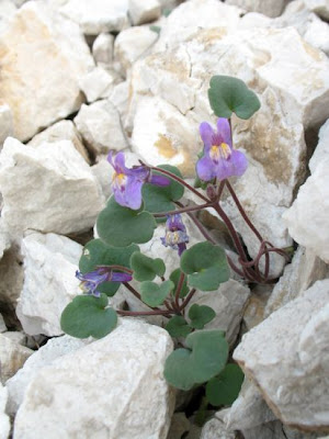 Italian Toadflax