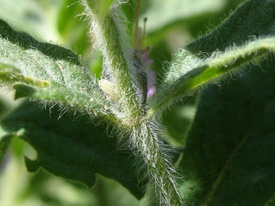 Teucrium scordium L.