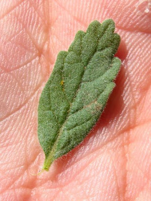 Teucrium scordium L.