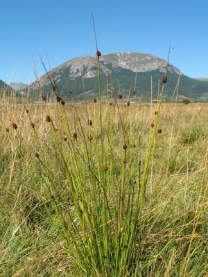 Giunco contratto