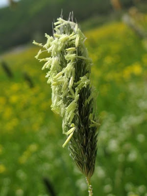 Golden foxtail grass