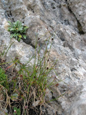 Giunco delle creste Giunco delle creste
