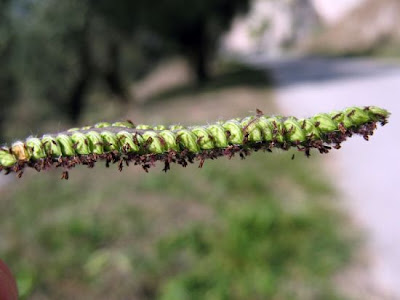 Palpalum dilate