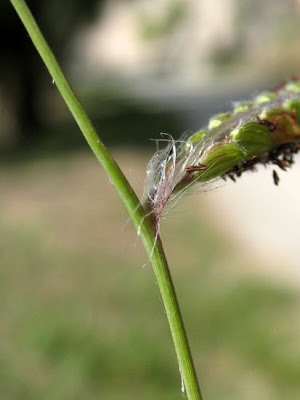 Palpalum dilate
