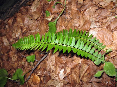 Polystichum lonchitis (L.) Roth