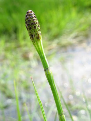 Equisetum palustre L.