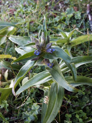 Cross Gentian Cross Gentian