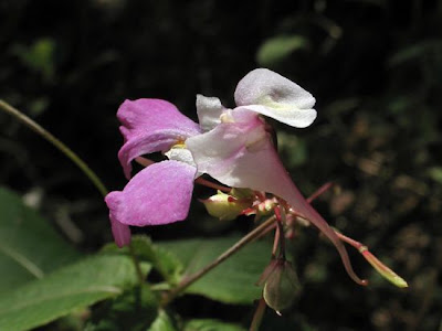 Impatiens balfourii,
Balfour's touch-me-not,
Balsamina di Balfour,
Kashmir Balsam