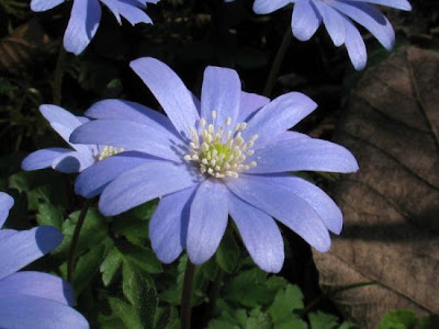 Anemone dell'Appennino Anemone dell'Appennino