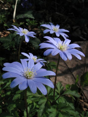 Anemone dell'Appennino Anemone dell'Appennino