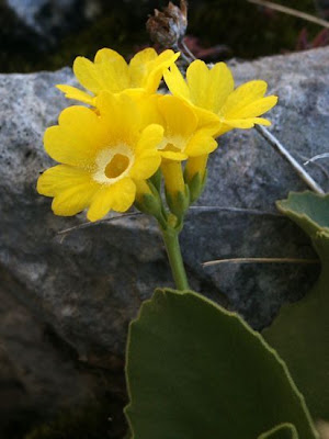 Auricula Auricula