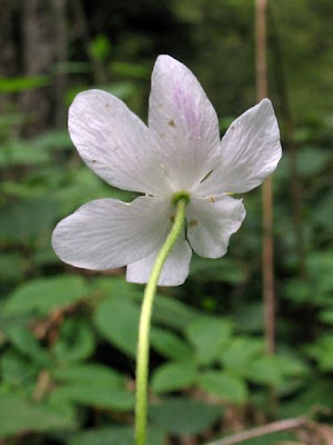 Anemonoides nemorosa (L.) Holub