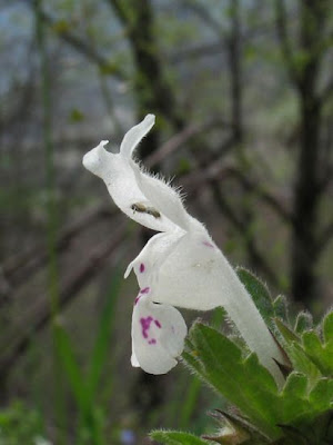 Lamium bifidum Cyr.
