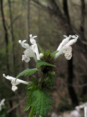 Lamium bifidum Cyr.