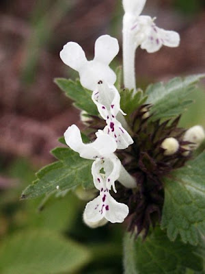 Lamium bifidum Cyr.