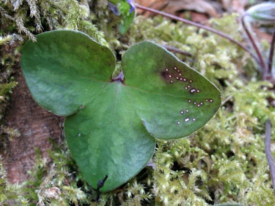 Hepatica nobilis Miller