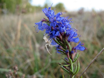 Hyssopus officinalis L.