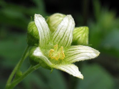 Cretan bryony Cretan bryony