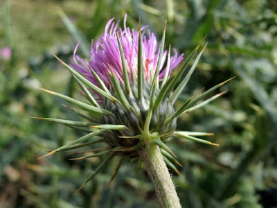 Carline Leaved Thistle Carline Leaved Thistle