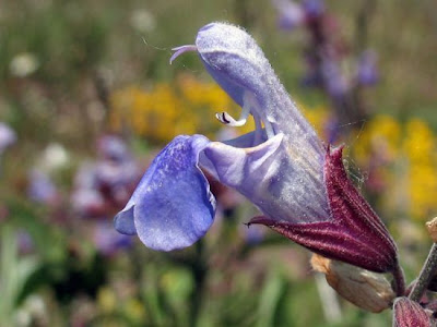 Salvia officinalis L.